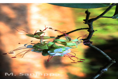 Humboldtia sanjappae